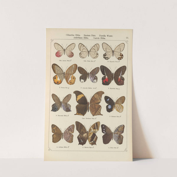 Exotische schmetterlinge Pl.077 by Otto Staudinger