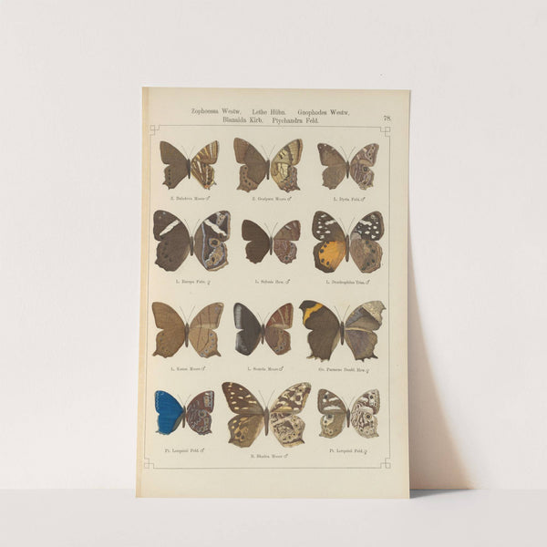 Exotische schmetterlinge Pl.078 by Otto Staudinger