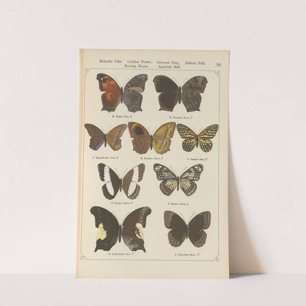 Exotische schmetterlinge Pl.079 by Otto Staudinger