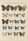 Exotische schmetterlinge Pl.080