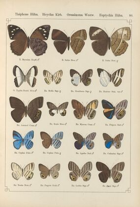 Exotische schmetterlinge Pl.080
