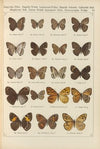 Exotische schmetterlinge Pl.081