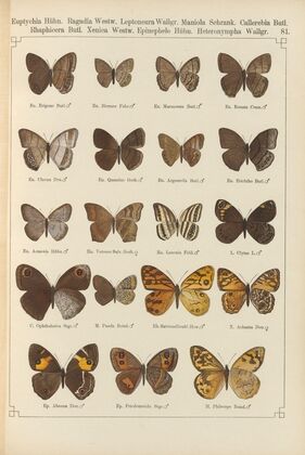 Exotische schmetterlinge Pl.081