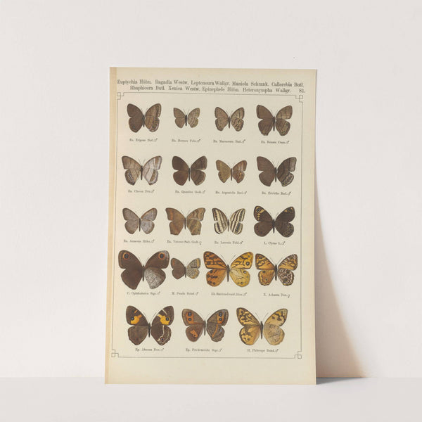 Exotische schmetterlinge Pl.081 by Otto Staudinger