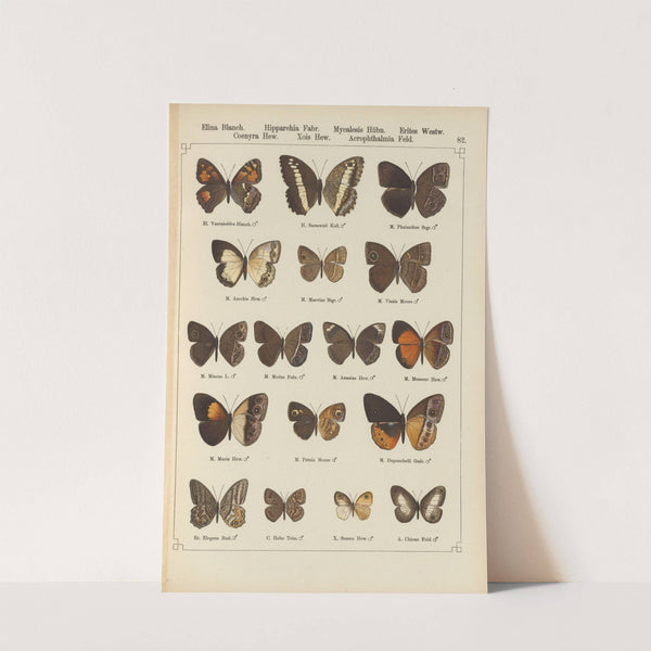 Exotische schmetterlinge Pl.082 by Otto Staudinger