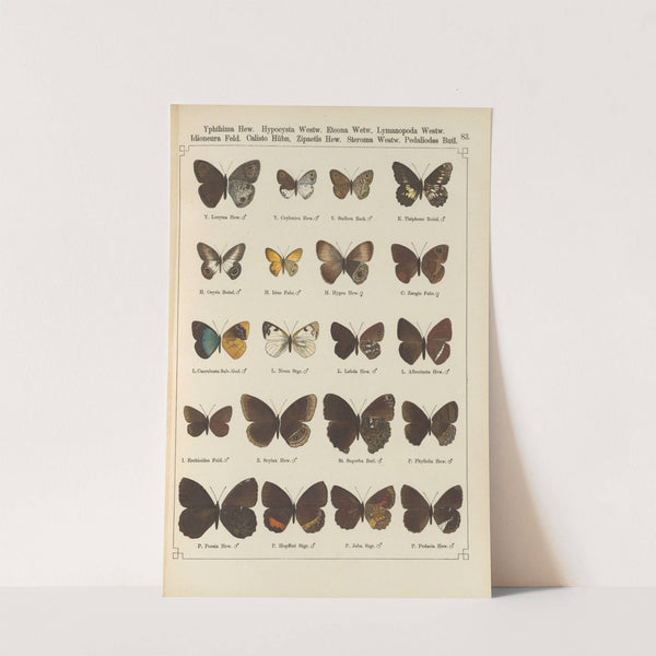 Exotische schmetterlinge Pl.083 by Otto Staudinger