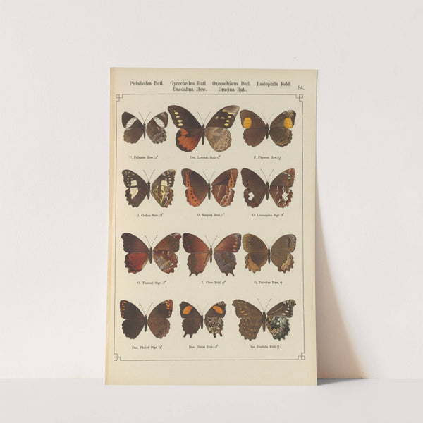 Exotische schmetterlinge Pl.084 by Otto Staudinger