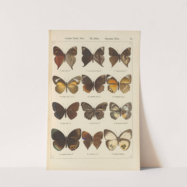 Exotische schmetterlinge Pl.086 by Otto Staudinger