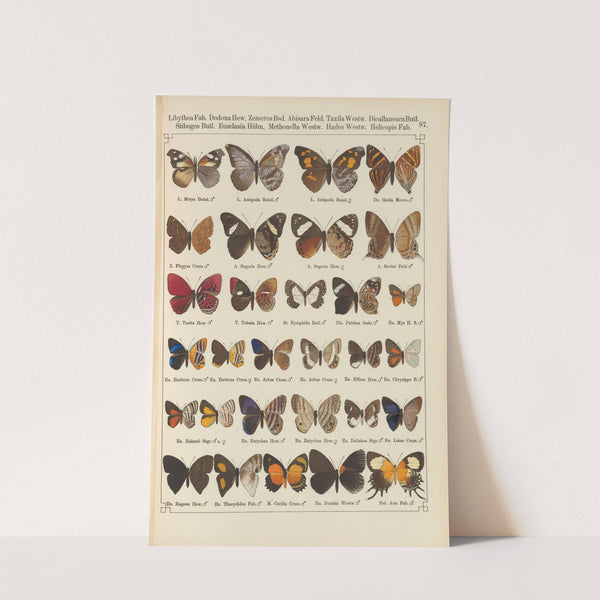Exotische schmetterlinge Pl.087 by Otto Staudinger