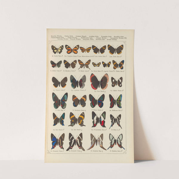 Exotische schmetterlinge Pl.089 by Otto Staudinger