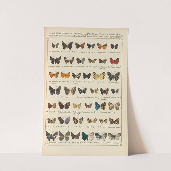 Exotische schmetterlinge Pl.091 by Otto Staudinger