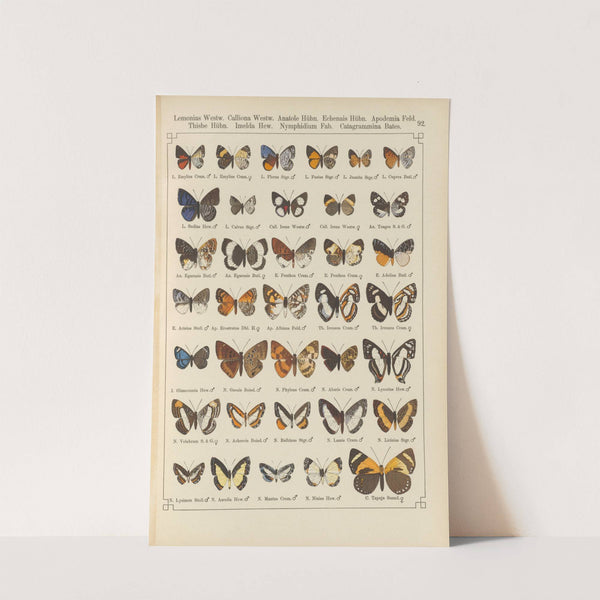 Exotische schmetterlinge Pl.092 by Otto Staudinger