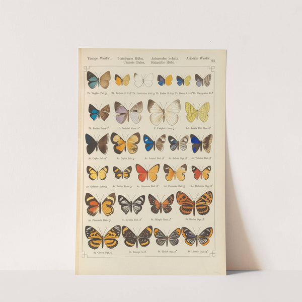 Exotische schmetterlinge Pl.093 by Otto Staudinger