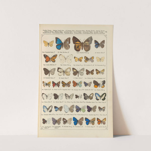Exotische schmetterlinge Pl.094 by Otto Staudinger