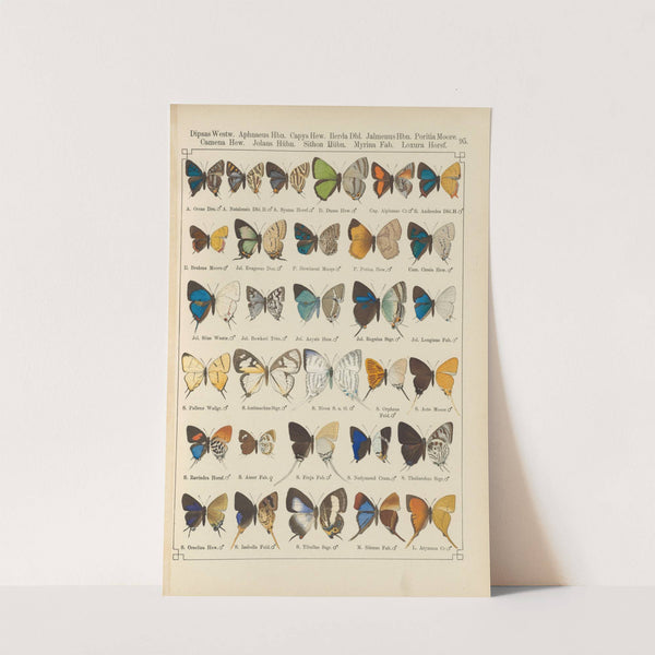 Exotische schmetterlinge Pl.095 by Otto Staudinger