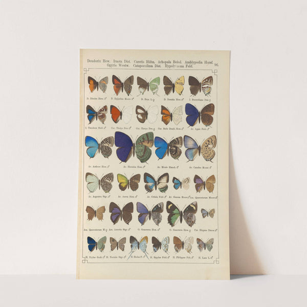 Exotische schmetterlinge Pl.096 by Otto Staudinger