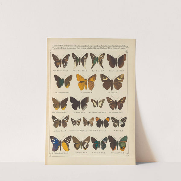 Exotische schmetterlinge Pl.098 by Otto Staudinger