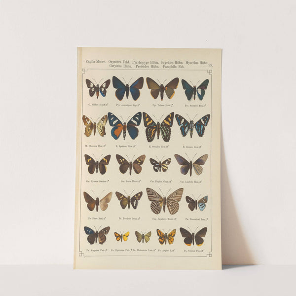 Exotische schmetterlinge Pl.099 by Otto Staudinger