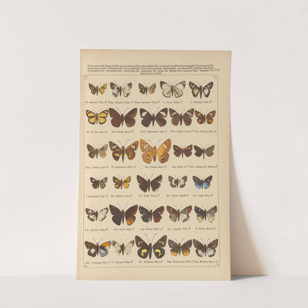 Exotische schmetterlinge Pl.100 by Otto Staudinger