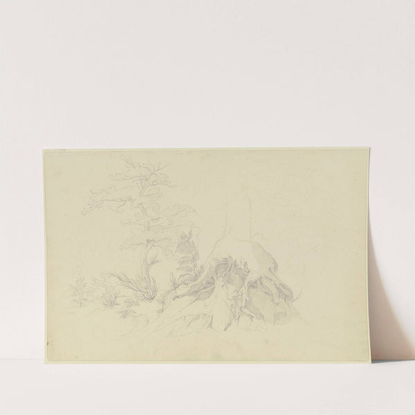 Exposed tree root by August Lucas