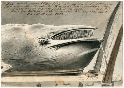 Expositie te Le Havre van aangespoelde walvis, 1857