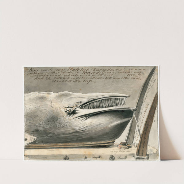 Expositie te Le Havre van aangespoelde walvis, 1857 by Pieter van Loon