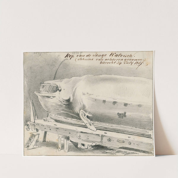 Expositie te Le Havre van aangespoelde walvis by Pieter van Loon