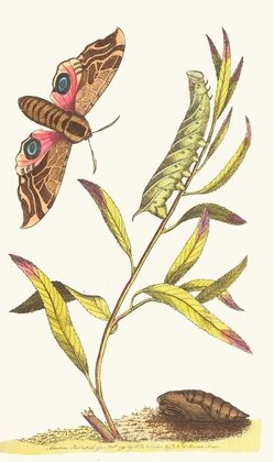 EYED HAWK-MOTH