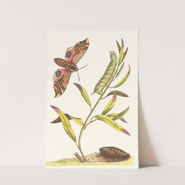 EYED HAWK-MOTH by George Shaw