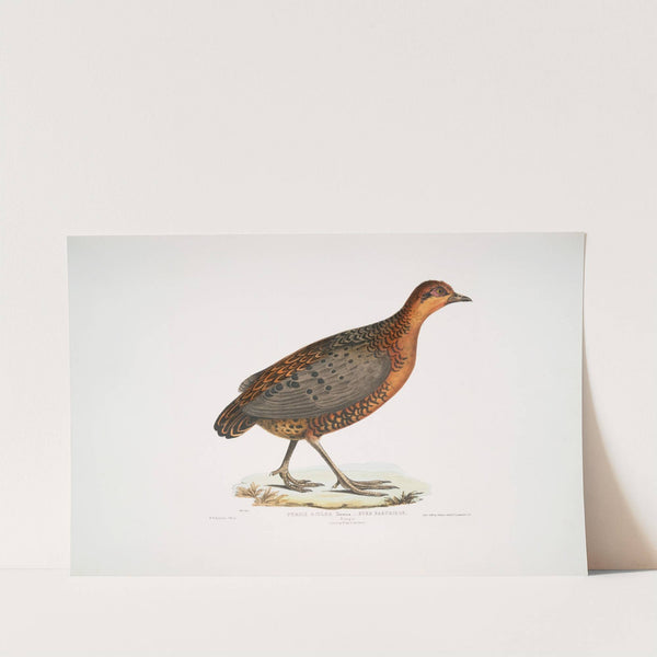 Eyed Partridge, Perdix oculea. Natural size. Bengal. (1830-1834) by John Edward Gray