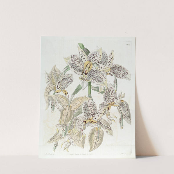 Eyed Stanhopea by Sydenham Edwards