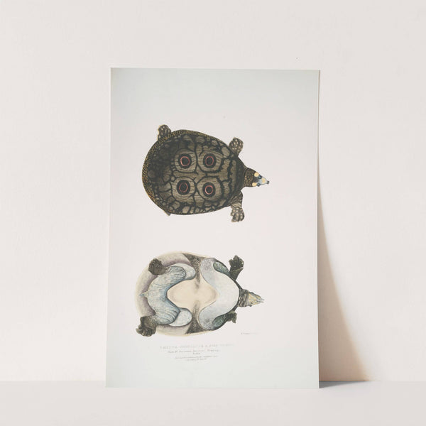 Eyed Trionyx, Tryonix ocellatus. (1830-1834) by John Edward Gray