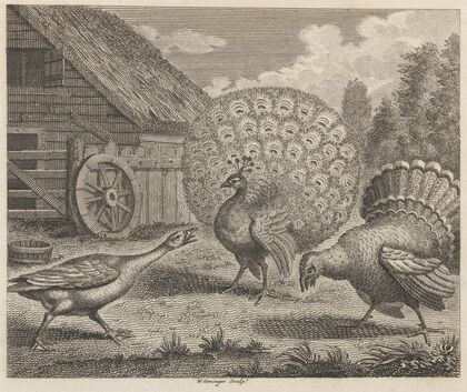 Fable XI. The Peacock, the Turkey, and the Goose — size preview