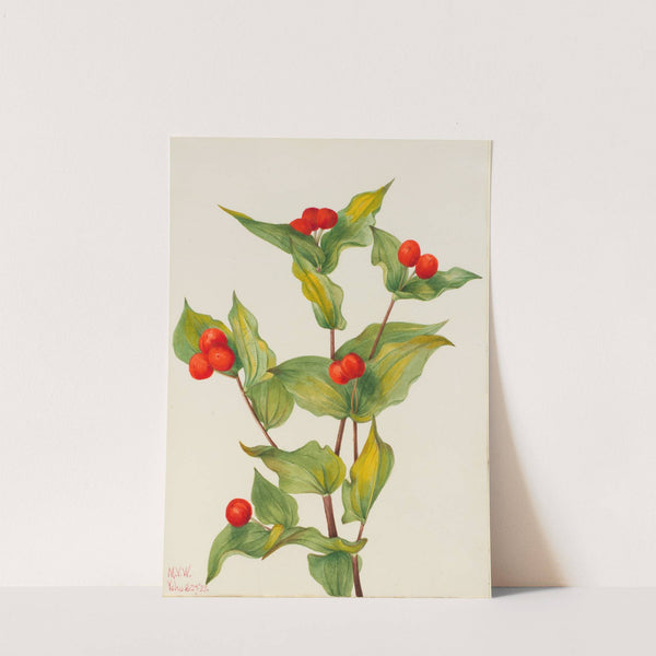 Fairy-bells (Disporum hookeri) (1933) by Mary Vaux Walcott