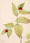 Cranberrybush (Viburnum pauciflorum) (1923)