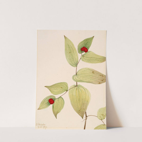 Fairy-Bells (Disporum trachycarpum) (1919) by Mary Vaux Walcott