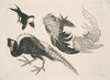 Faisans, oiseaux (1866)