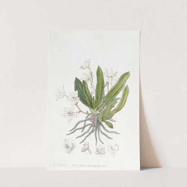 Falcate-leaved Sarcochilus by Sydenham Edwards