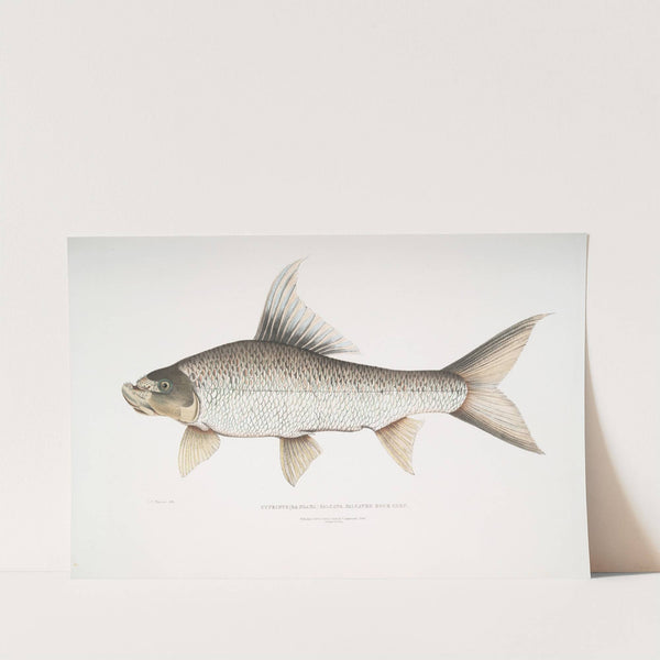 Falcated Rock Carp, Cyprinus (Bangana) falcata. (1830-1834) by John Edward Gray