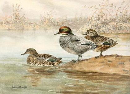 Falcated Teal (1922-1926)