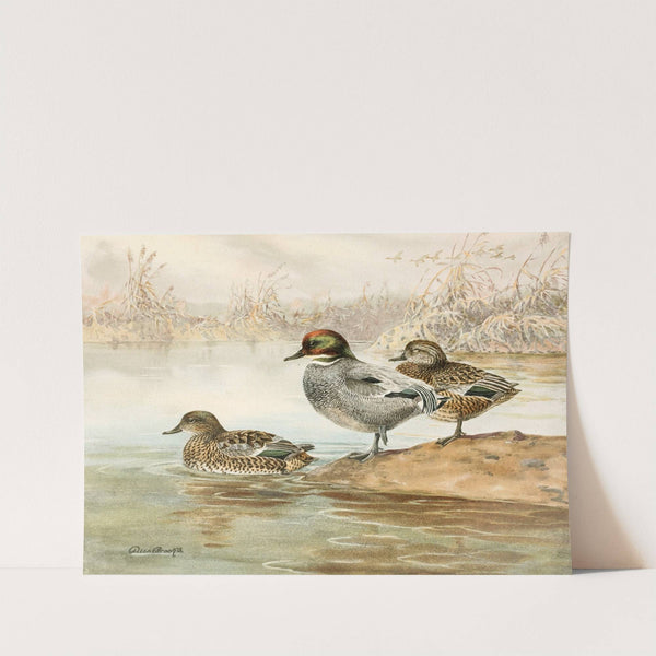 Falcated Teal (1922-1926) by Allan Brooks