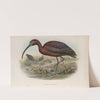 Falcinellus igneus. Glossy Ibis. (1862-1873) by John Gould
