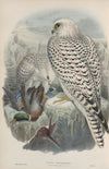 Falco candicans. Greenland Falcon, dark race, adult. (1862-1873)