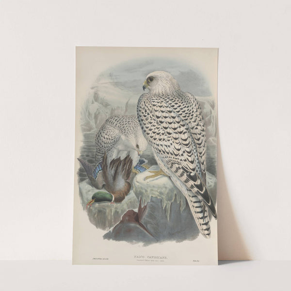 Falco candicans. Greenland Falcon, dark race, adult. (1862-1873) by John Gould
