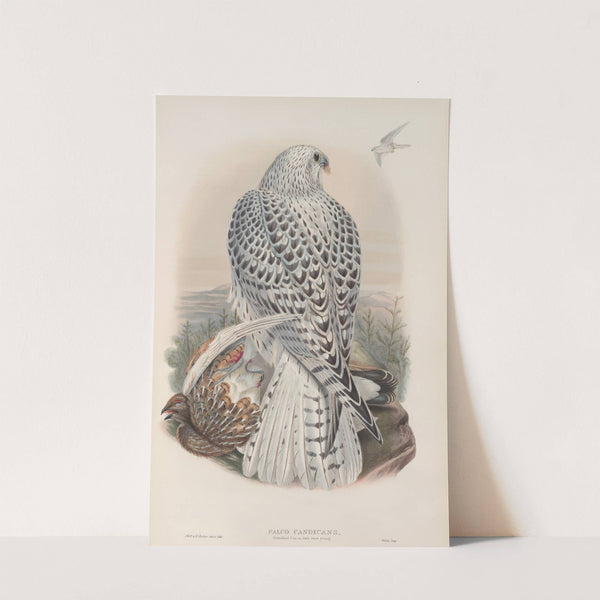 Falco candicans. Greenland Falcon, dark race, young. (1862-1873) by John Gould
