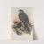 Falco gyrfalco. Norwegian Falcon, adult and young. (1862-1873) by John Gould