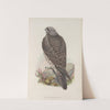Falco islandus. Iceland Falcon, young. (1862-1873) by John Gould