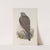 Falco islandus. Iceland Falcon, young. (1862-1873) by John Gould