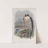 Falco peregrinus. Peregrine Falcon. (1862-1873) by John Gould