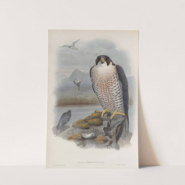 Falco peregrinus. Peregrine Falcon. (1862-1873) by John Gould